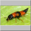 Oxyporus rufus - Roter Buntkurzfluegler 01b 9mm.jpg